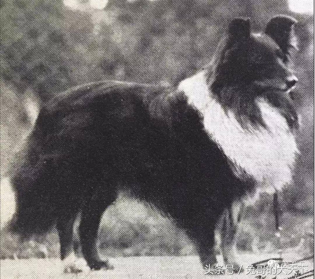 喜乐蒂牧羊犬——100多年来一直备受争议