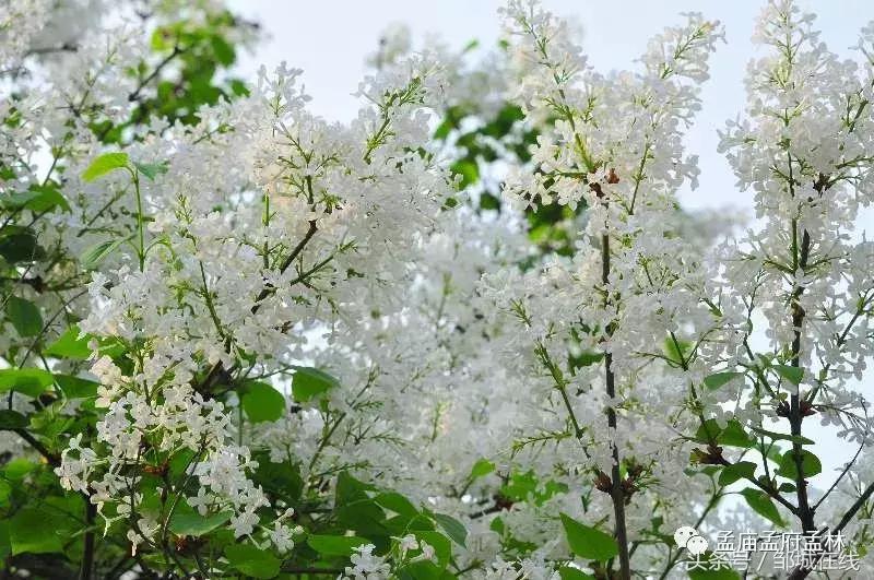 唯美中式风景,唯美花开美景图片
