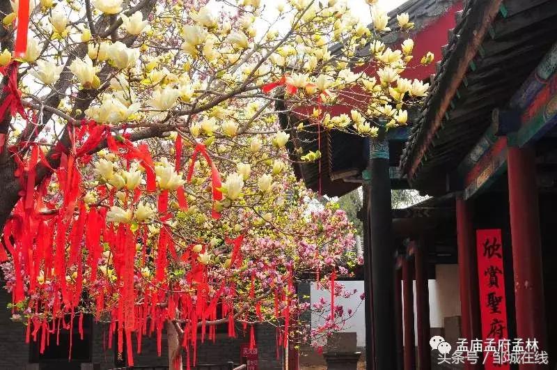 唯美中式风景,唯美花开美景图片