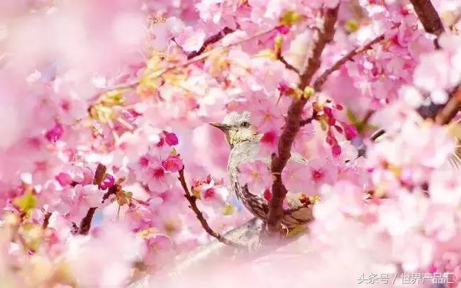 伊蒂之屋的限量版,伊蒂之屋限定