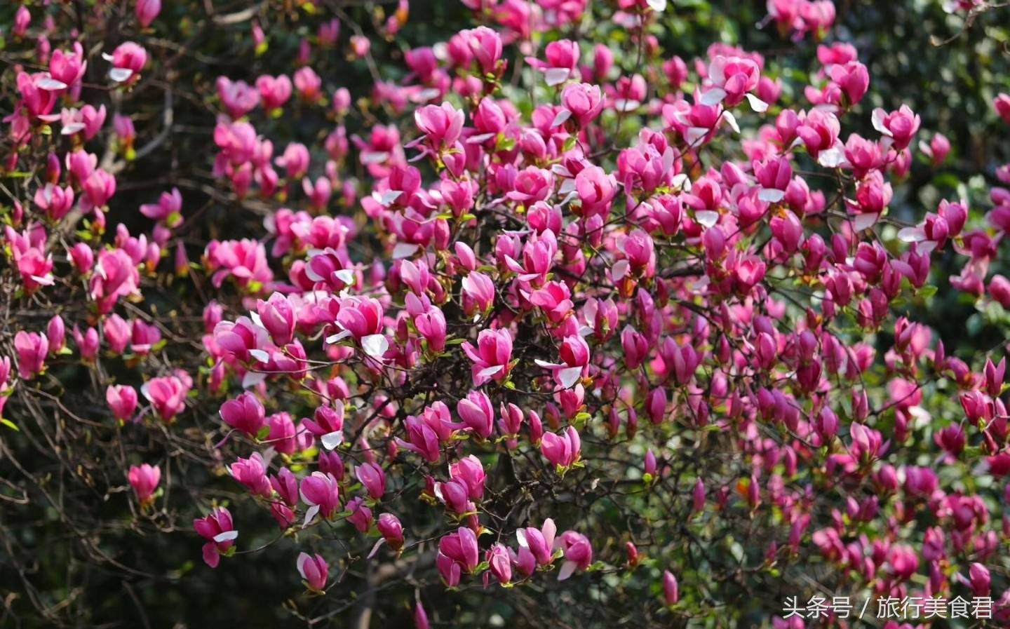 西安最美花路,西安哪条街花好看