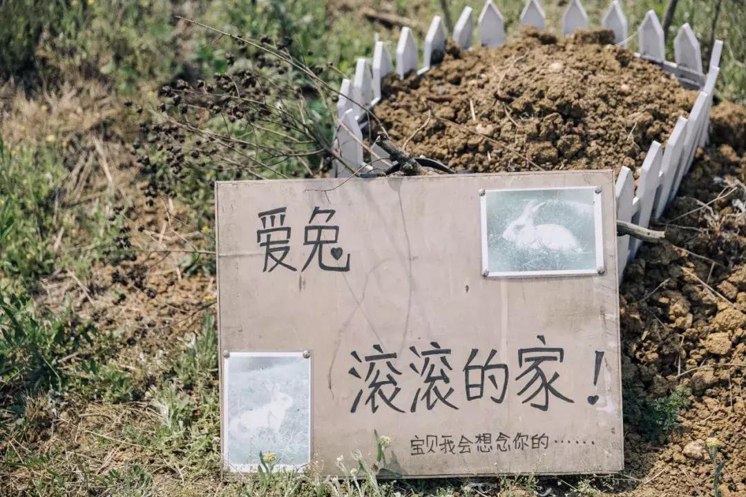 成都宠物殡葬师体验,宠物殡葬全过程家人哭了