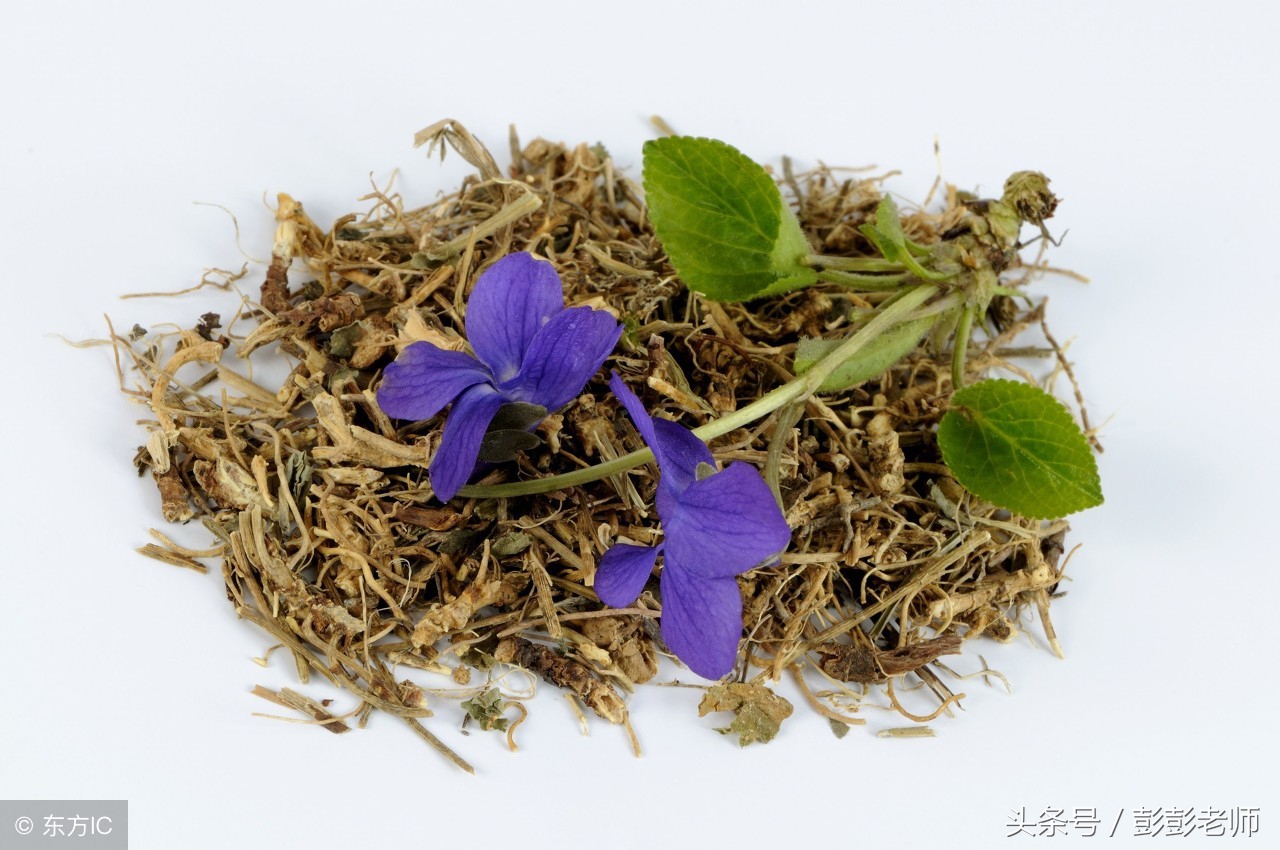 每日一学草药龙葵,龙葵和什么中药搭配