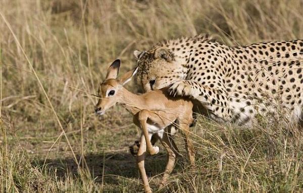 小小羚羊被猎豹抓,小羚羊刚出生被猎豹抓住