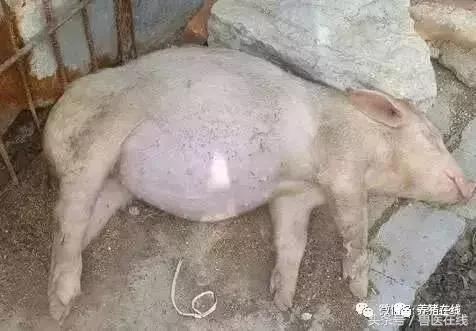 养猪人猪腹泻怎么办,育肥猪肚子胀气死了什么原因