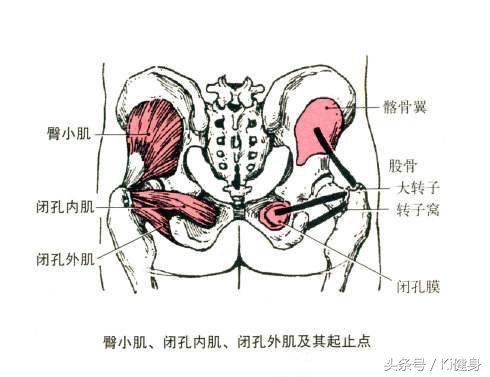ki健身完整视频,骨盆解剖及功能训练txt