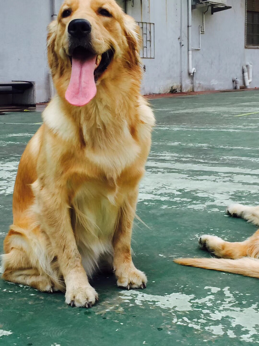 金毛不吃不喝是什么病,金毛细小病在家怎么治疗