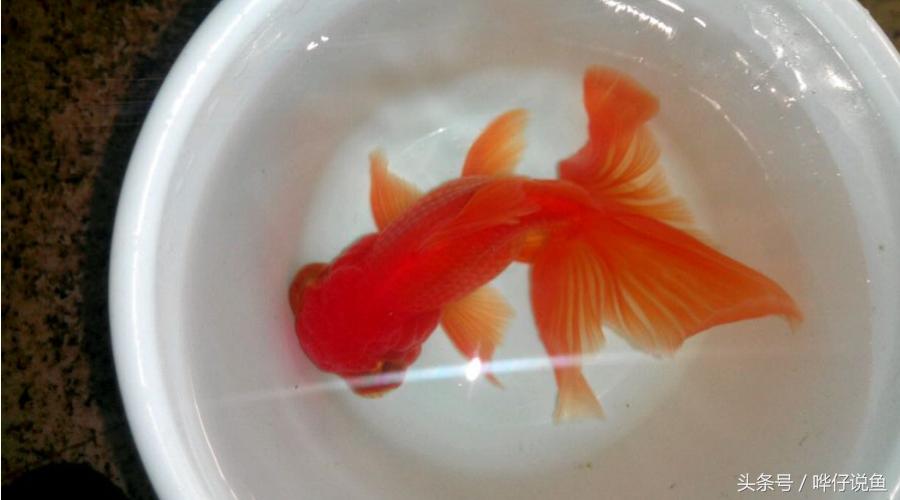 中国金鱼的寿命最长是多少年,中国金鱼文化发展史