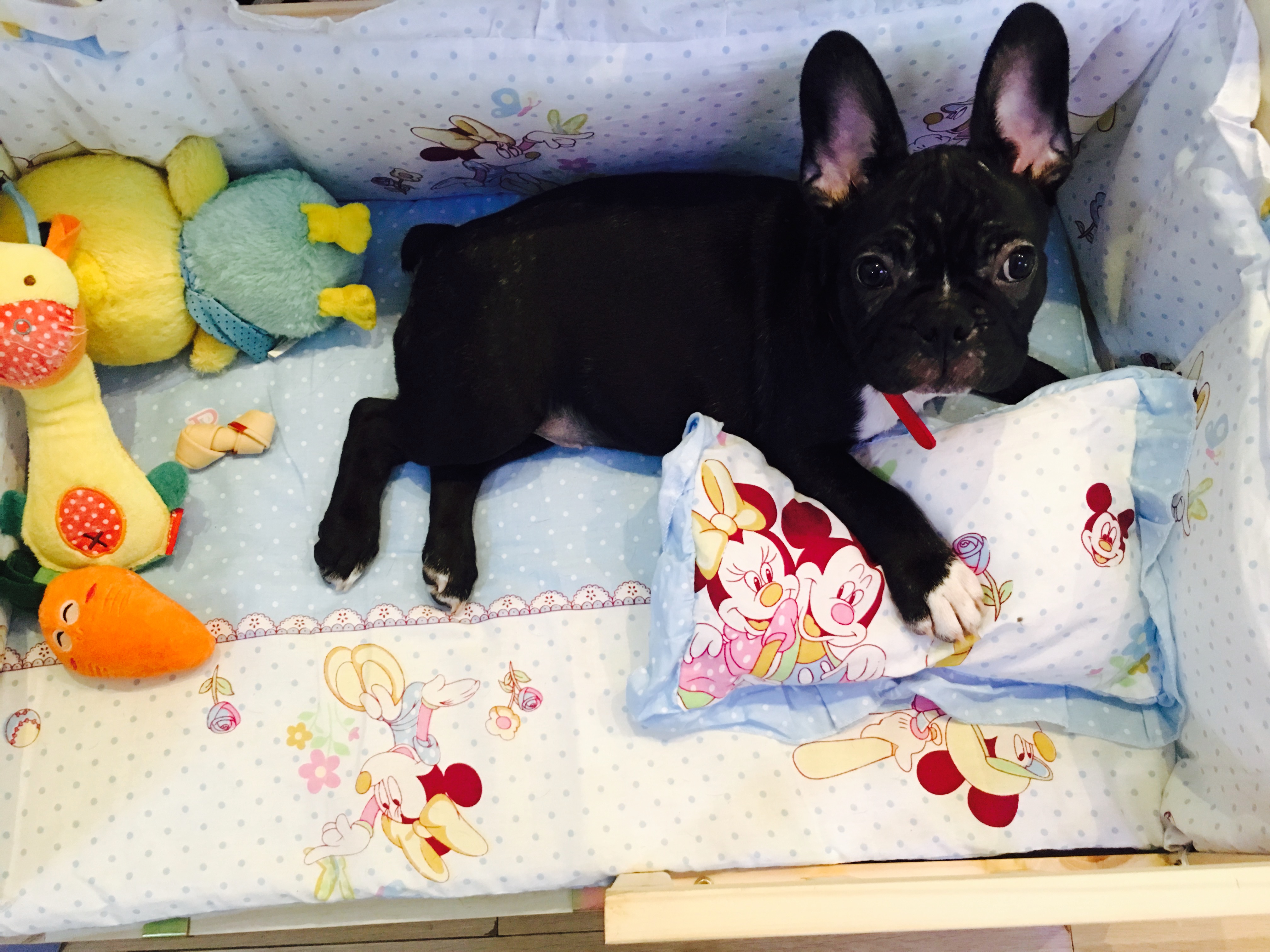 法斗皮肤病一直治不好怎么办,法斗皮肤病治疗多少钱