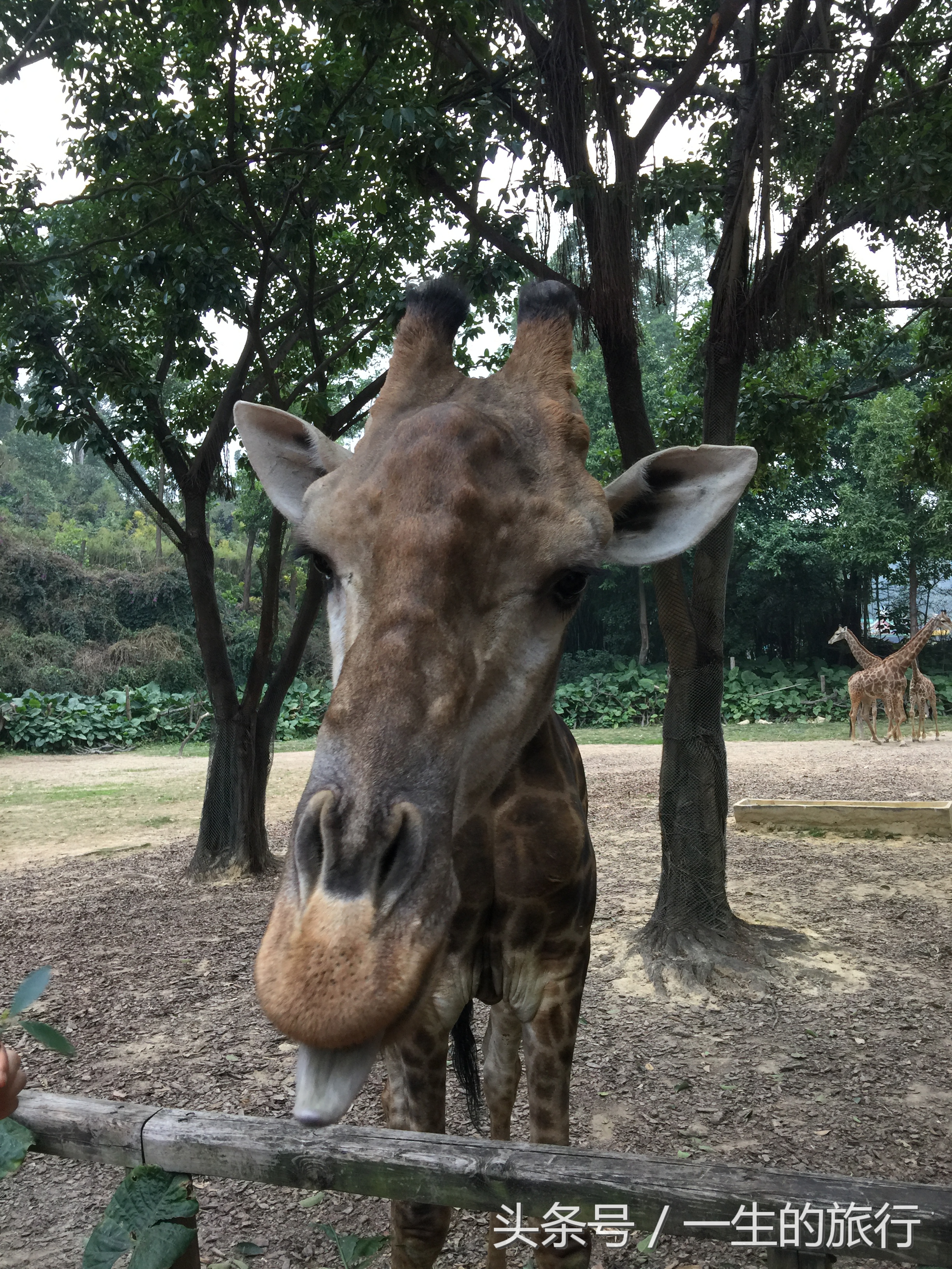 世界上真的有最大的动物园吗,二十元门票的动物园真的很实惠