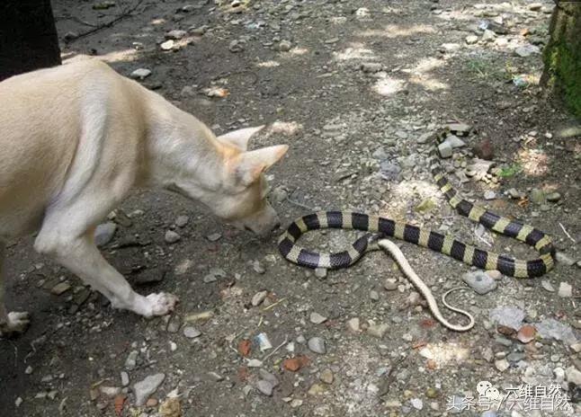 三条蛇打架完整版,三条蛇大战