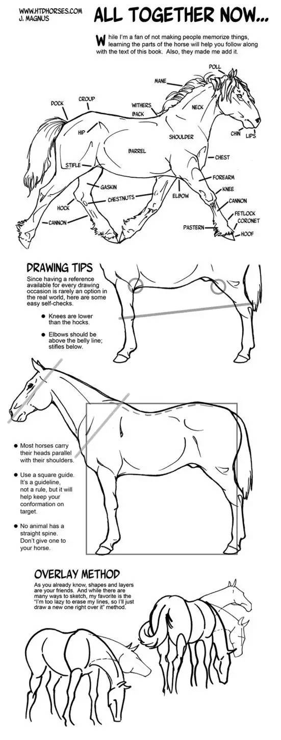 一分钟学会画一个狗,一分钟教你学会画马