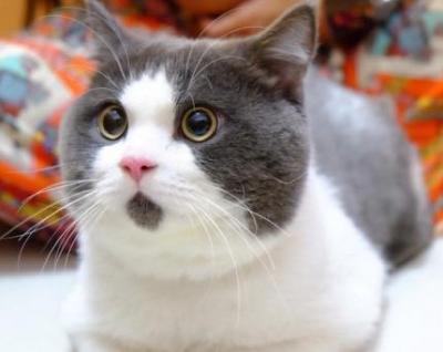 猫舍猫癣防治,猫癣猫要保持卫生吗