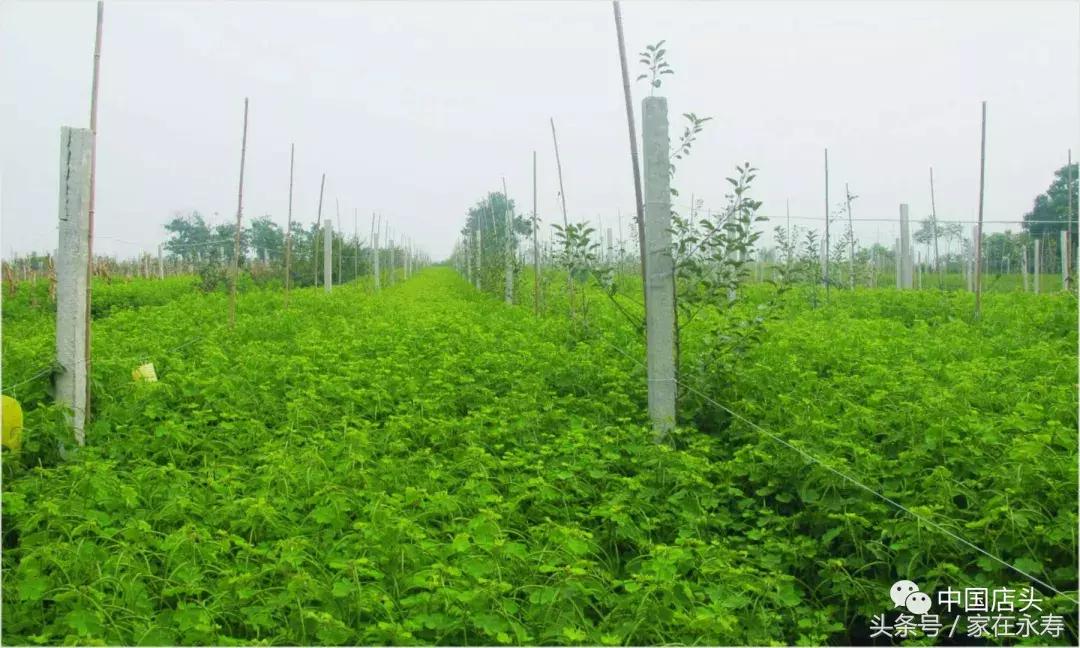 每亩增收,永寿人均收入