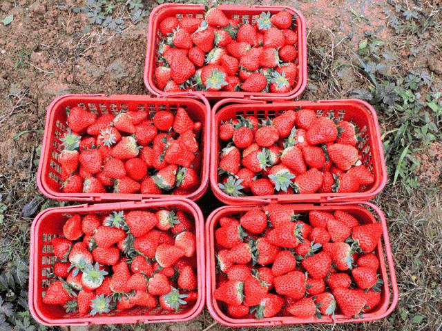 大连草莓采摘全过程,大连草莓采摘园推荐