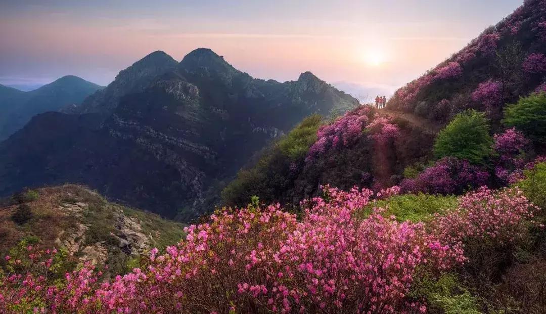 大连草莓采摘全过程,大连草莓采摘园推荐