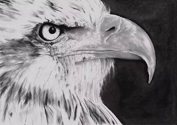 鹰怎么画又霸气又真实,要怎么画真实的老鹰
