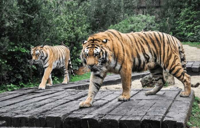 广州长隆野生动物园和广州动物园,广州长隆野生动物园和北京动物园