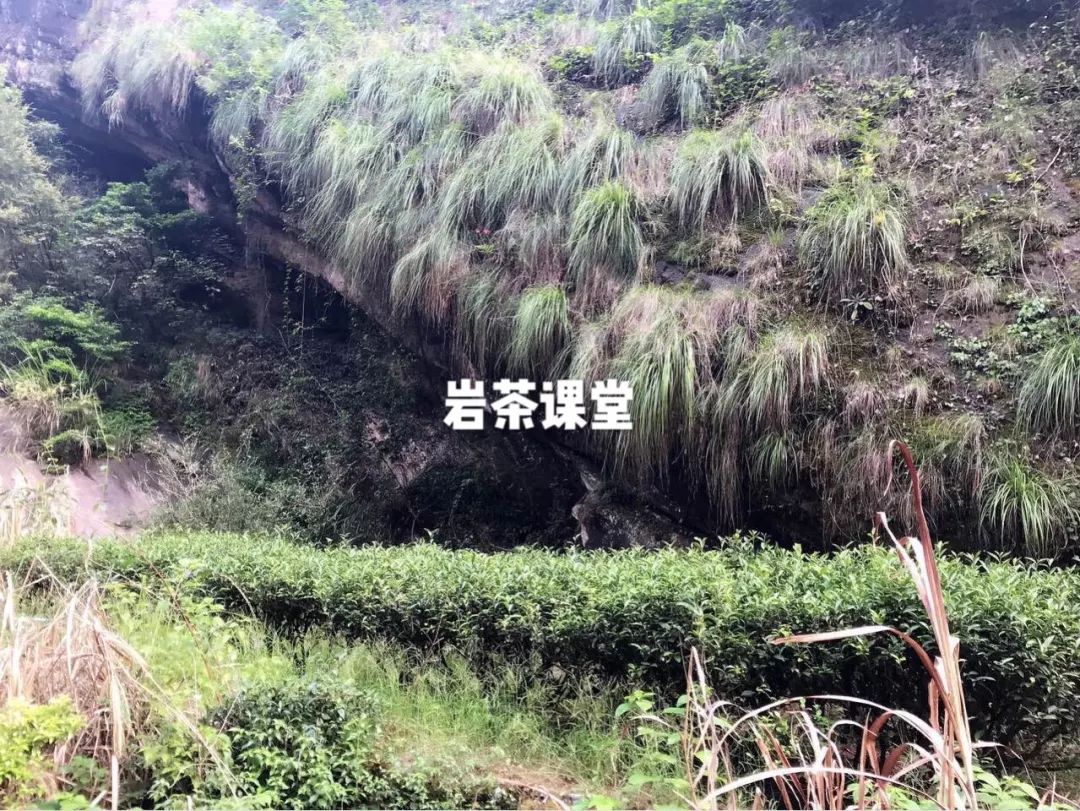 什么样的白茶才算是真正的好茶,真正的好茶叶是什么样的包装