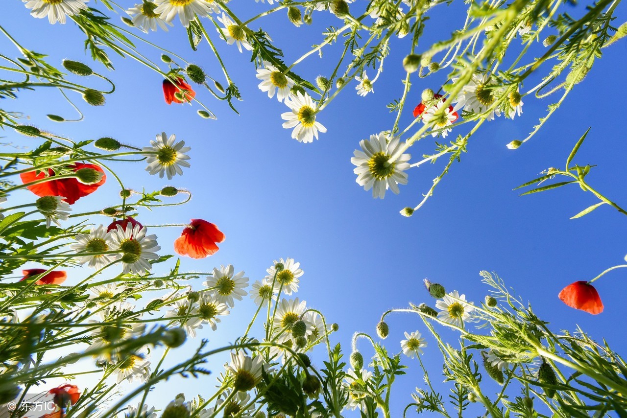 吃了韭菜会肚子涨是什么原因,春韭菜的禁忌与副作用