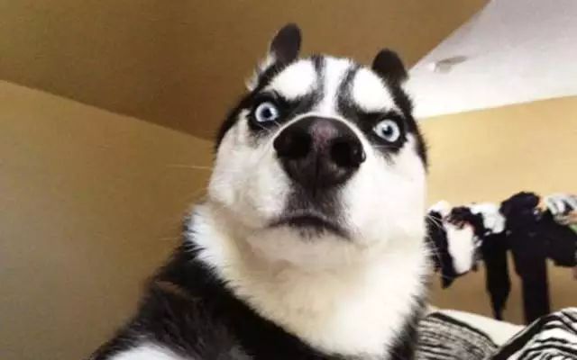 绘画中的一切都是假的,创意绘画是不是骗人的