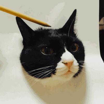 绘画中的一切都是假的,创意绘画是不是骗人的