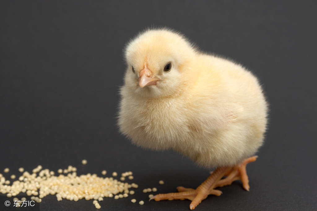 小鸡该怎么样养,小鸡正确饲养方法