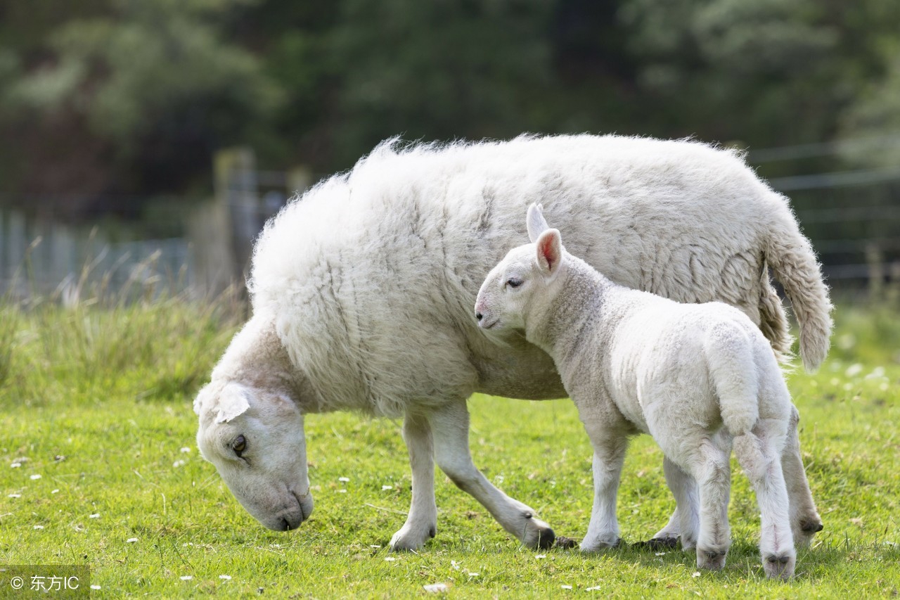 2018养殖什么能赚钱,怎样的养殖模式更赚钱一些