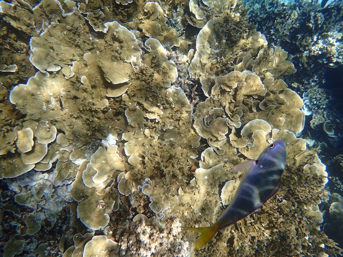 帕劳陆地环岛游,帕劳深度游玩攻略