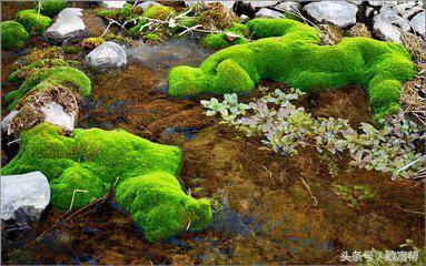 苔藓微景观怎么赚大钱,苔藓微景观能挣钱吗
