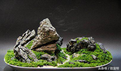 苔藓微景观怎么赚大钱,苔藓微景观能挣钱吗