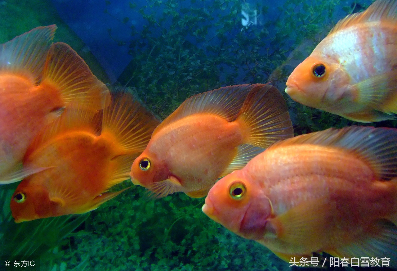 英语中，关于“比赛、节假日、旅行、声音、鱼”这几个词的辨析