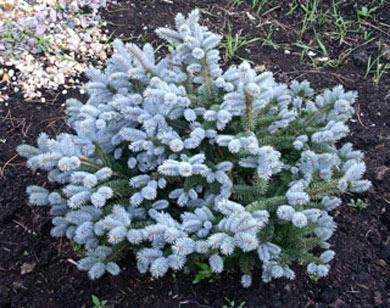 种植什么苗木最有潜力,现在什么苗木品种有潜力好