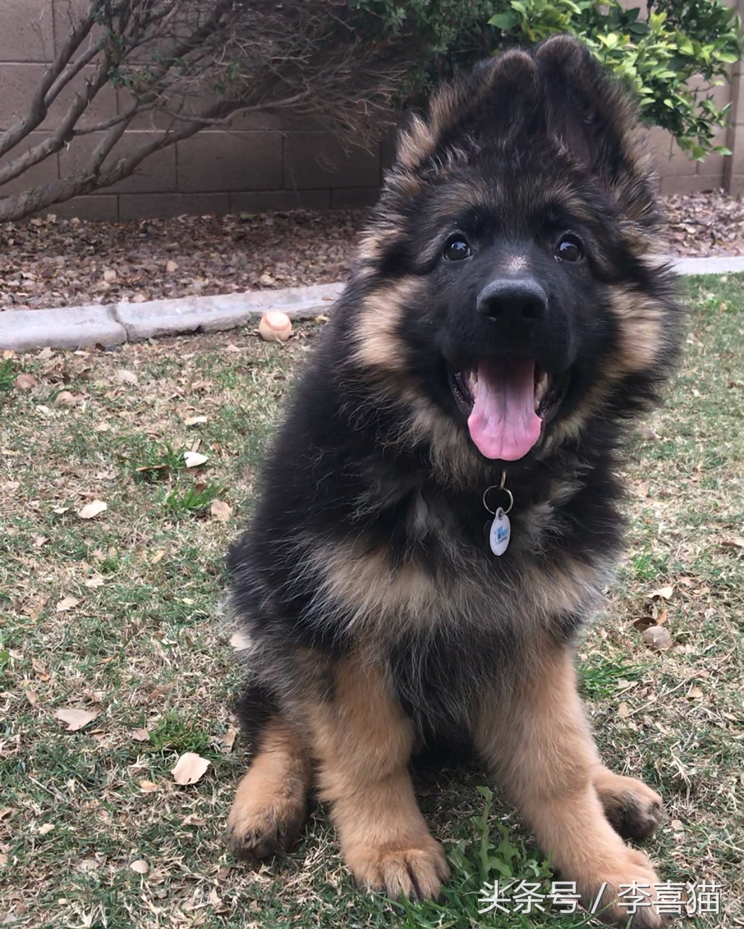 高加索牧羊犬小时候萌萌的,德国牧羊犬萌照