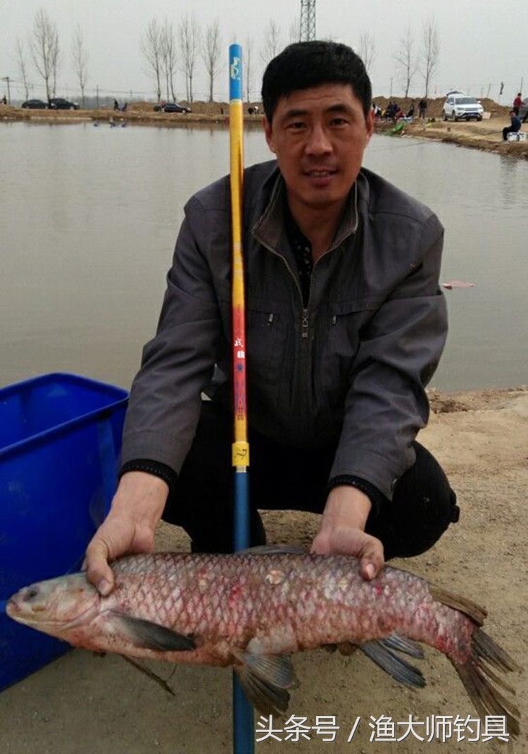 狼王钓青鱼,狼王鱼竿超轻超硬