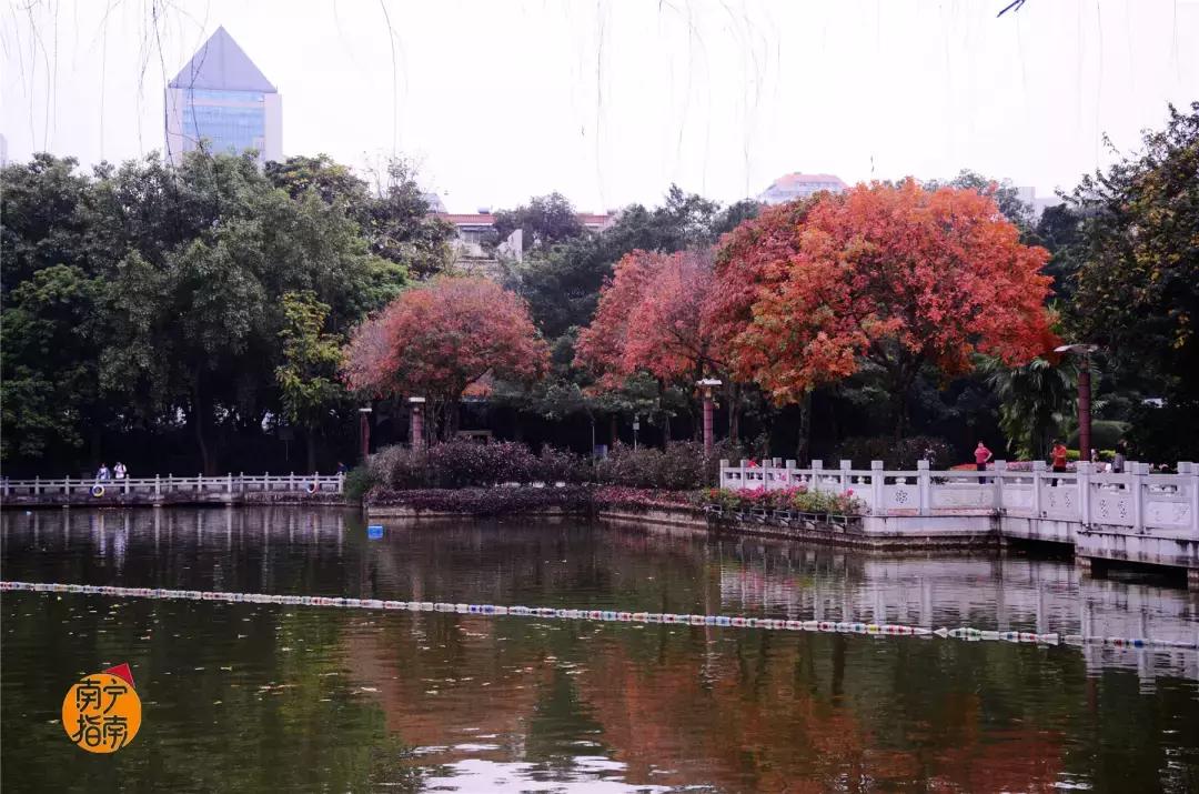 金花茶公园在什么地方,金花茶公园最新消息