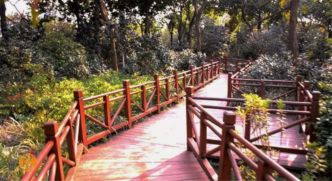 金花茶公园景点,走进金花茶公园