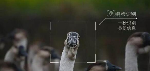 腾讯生态养鹅,生态养鹅模式