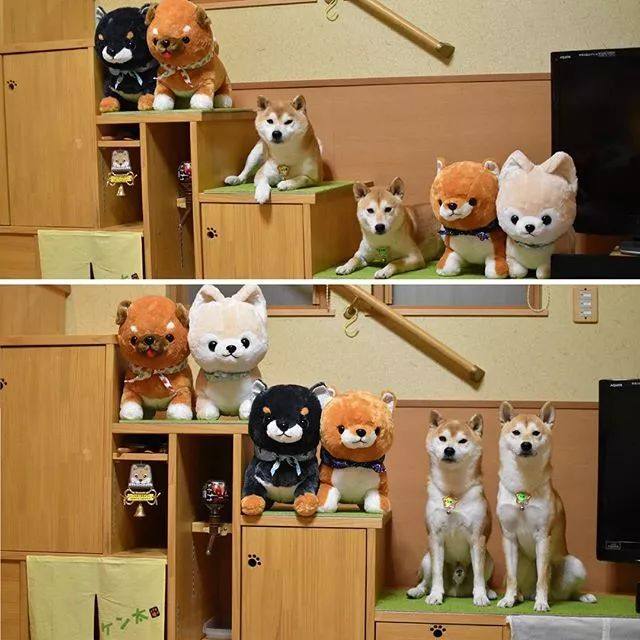 花式秀犬!主人为自家柴犬花重金买玩偶,摆拍秀“朋友圈”