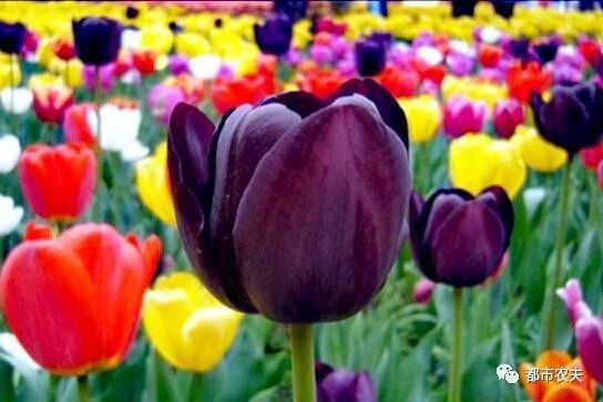 哪些国家的国花是牡丹,为什么中国的国花是牡丹