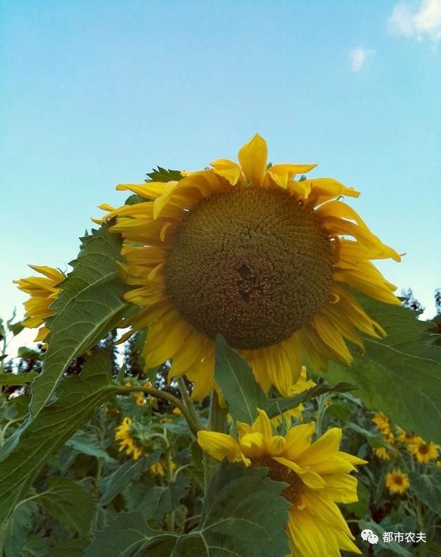 哪些国家的国花是牡丹,为什么中国的国花是牡丹