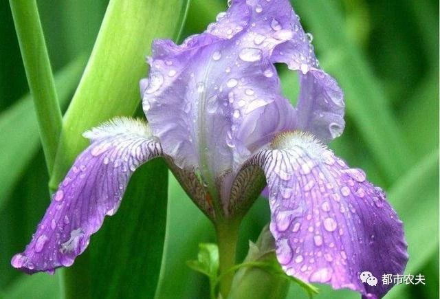 哪些国家的国花是牡丹,为什么中国的国花是牡丹