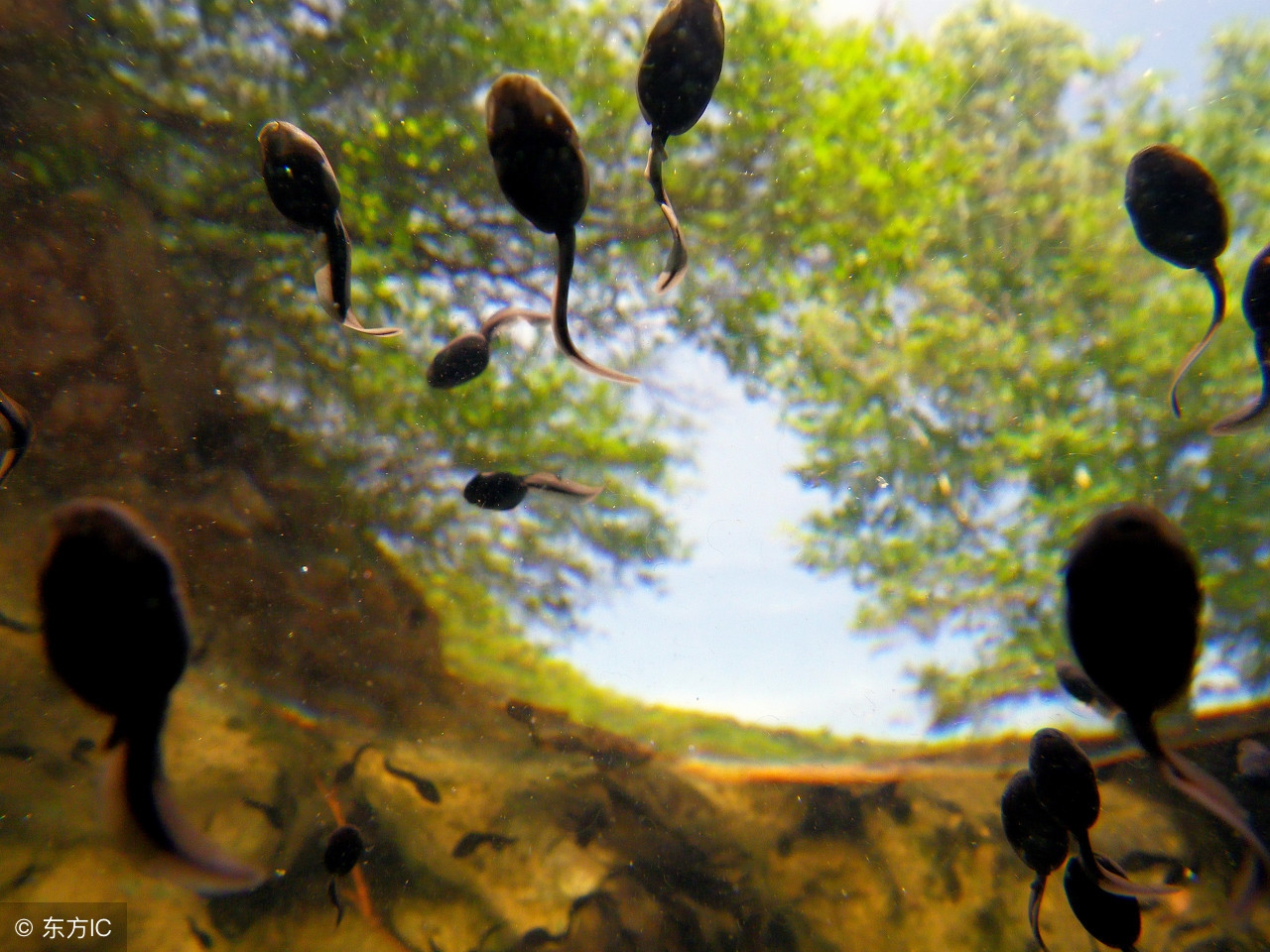 吃活蝌蚪真的能治病吗,吃蝌蚪治病是真的吗