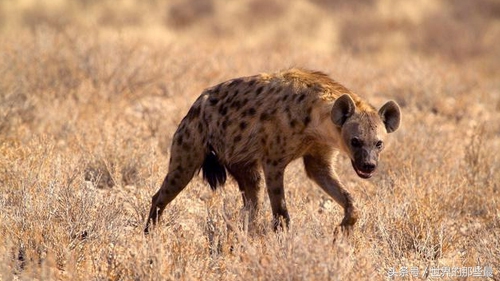 非洲二哥与狼单挑，谁的胜算比较大？鬣狗完虐灰狼吗？