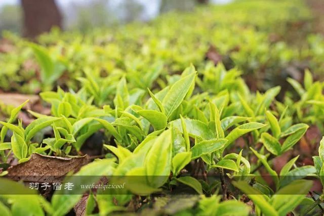 云南沧源靠近哪个国家,云南沧源最好玩的地方