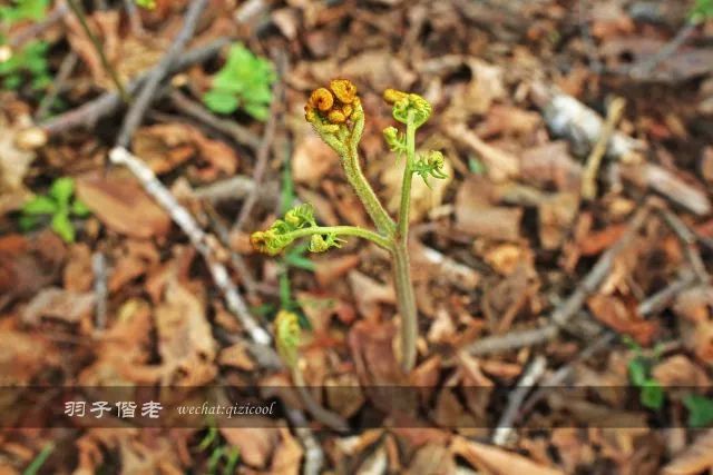 云南沧源靠近哪个国家,云南沧源最好玩的地方