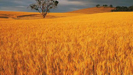 买到假种子找谁处理,买到假种子向哪部门投诉