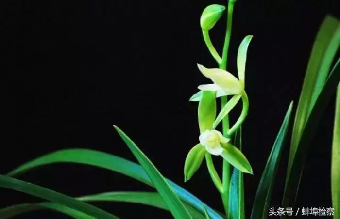 诗词丨你几月出生,就是哪种花,美到极致