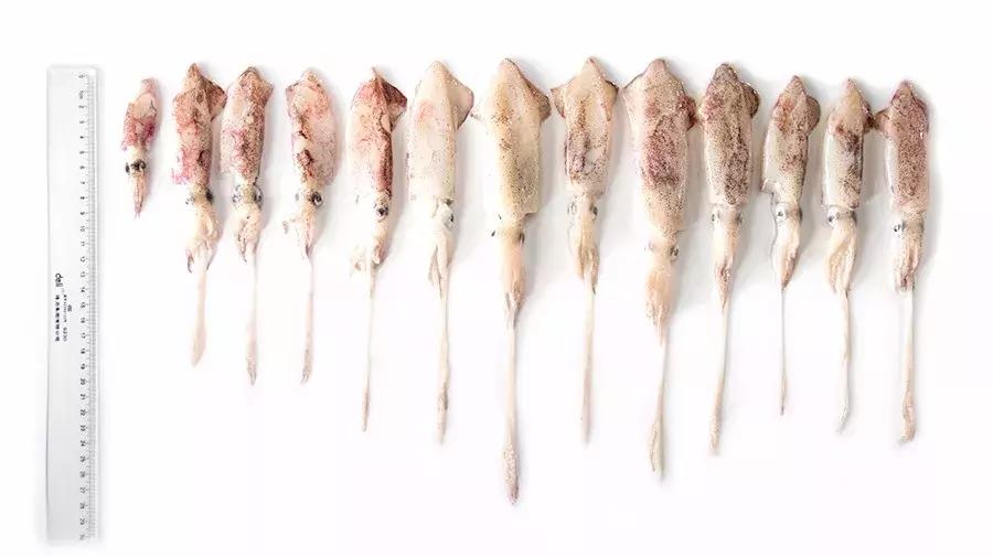 缃戜笂涔扮殑绮惧搧鐚倝,缃戜笂娣樺埌鐨勫ソ涓滆タ