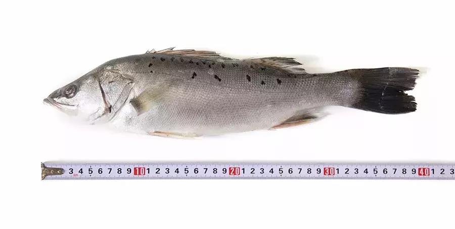 缃戜笂涔扮殑绮惧搧鐚倝,缃戜笂娣樺埌鐨勫ソ涓滆タ